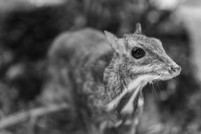 Close-up of an animal