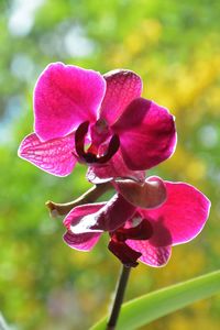 Close-up of pink flower blooming outdoors