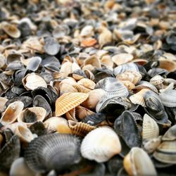 Close-up of seashells on pebbles