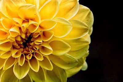 Close-up of yellow flower