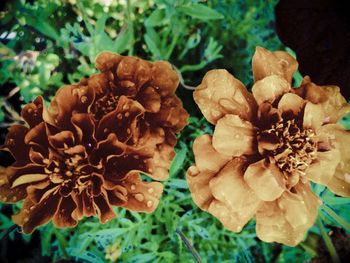 Close-up of wilted flower on plant