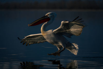 Close-up of pelican flying over lake