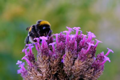 Close-up of bee pollinating on purple flower