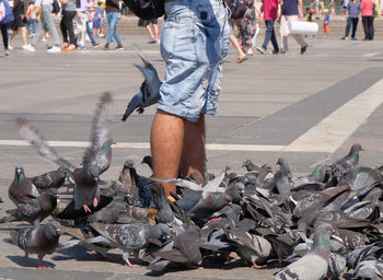 Low section of pigeons on street in city