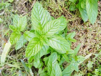 High angle view of fresh green plants