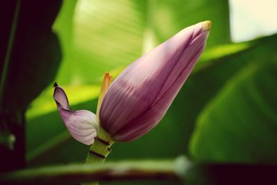 Close-up of pink flowering plant