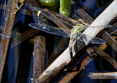 Close-up of insect