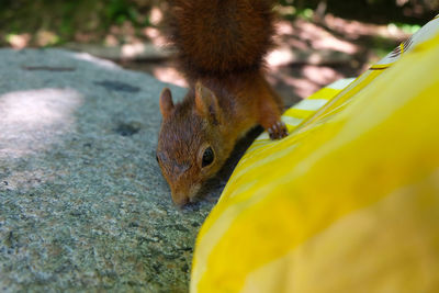 Squirrel on leaf