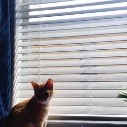 Close-up of cat on window
