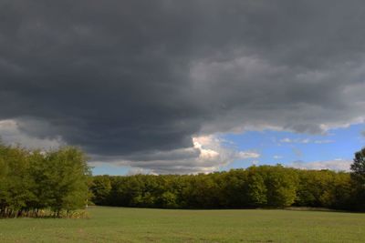 Scenic view of trees on field against sky