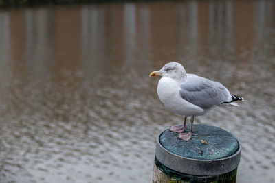 Close-up of seagull perching on shore