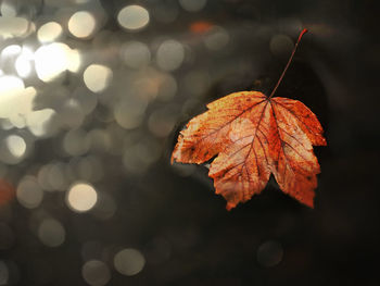 Autumn river. death yellow maple leaf on basalt stone in cold water of river, first autumn leaves