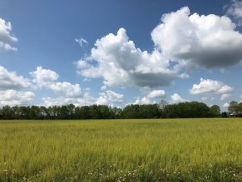 Scenic view of agricultural field against sky
