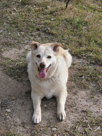 High angle view of dog on field