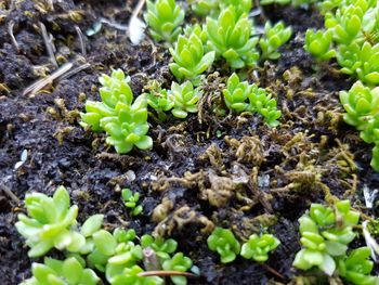 Close-up of young plant growing outdoors