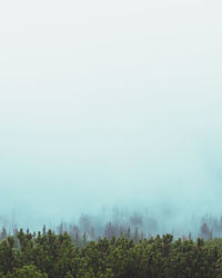 Trees against sky during foggy weather