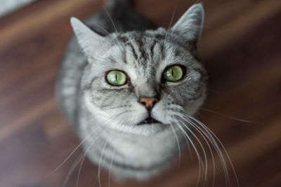 Close-up portrait of cat