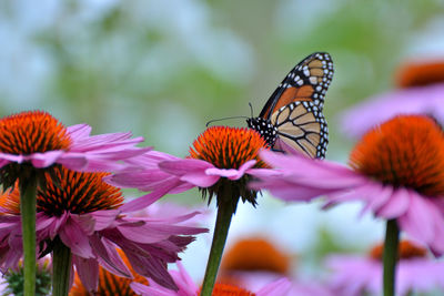 Close-up of butterfly pollinating on purple flower