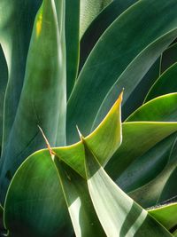 Full frame shot of succulent plant