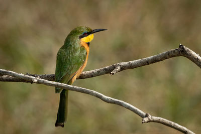 Little bee-eaters with catchlight perched on branch