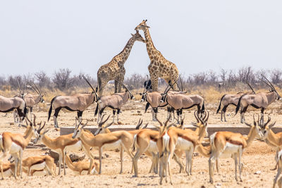 Animals on field against sky