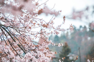 Low angle view of cherry blossom tree