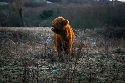Horse standing in a field