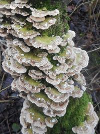 Close-up of mushroom growing in forest