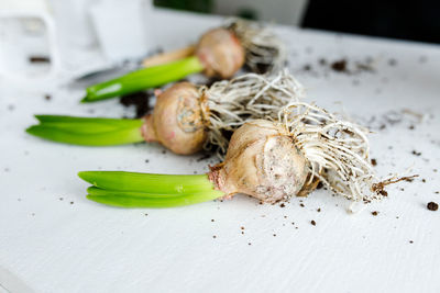 Hyacinth bulb on a white table with scattered soil