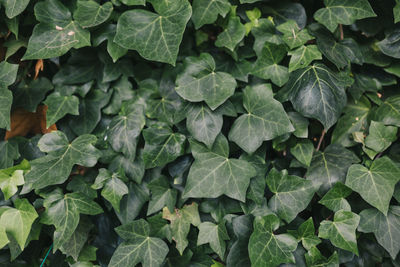 Full frame shot of wet leaves