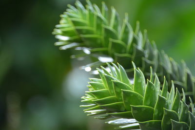 Close-up of leaves