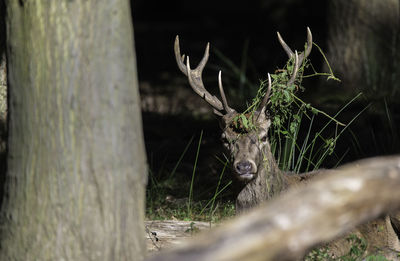 Close-up of deer by plants in forest