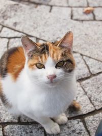 Close-up of cat sitting outdoors