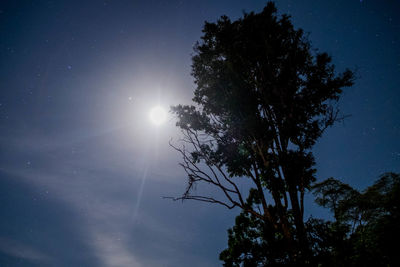 Low angle view of silhouette tree against clear sky