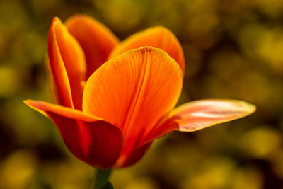 Close-up of orange flower