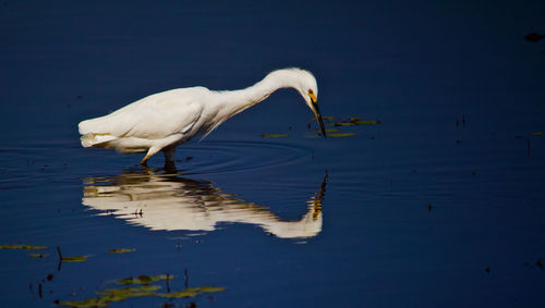 White duck in a lake