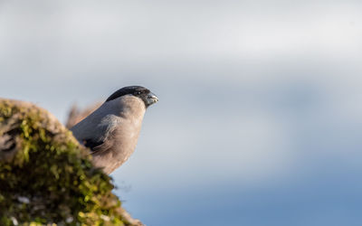 Close-up of bird perching on tree