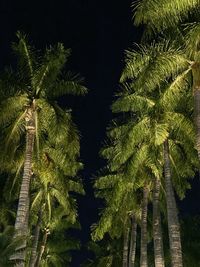 Low angle view of palm trees against sky at night