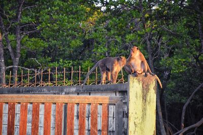 Macaque long tailed monkey close-up phuket town river genus macaca cercopithecinae thailand asia