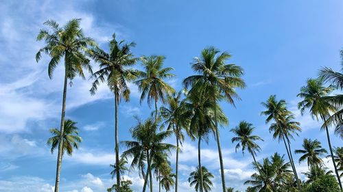 Low angle view of palm trees against sky