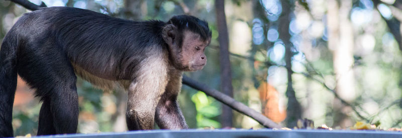 Close-up of cat on tree