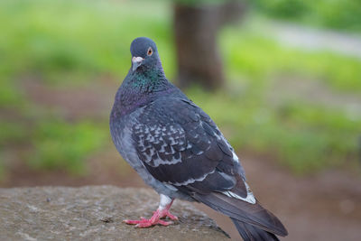 Close-up of bird perching outdoors