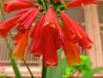 Close-up of day lily blooming outdoors