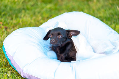 Dog resting in a field