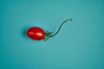 Close-up of tomatoes against blue background