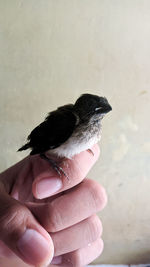 Cropped image of hand holding small bird