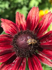 Close-up of bee pollinating on red flower