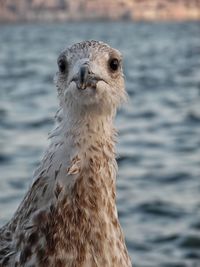 Close-up portrait of a bird