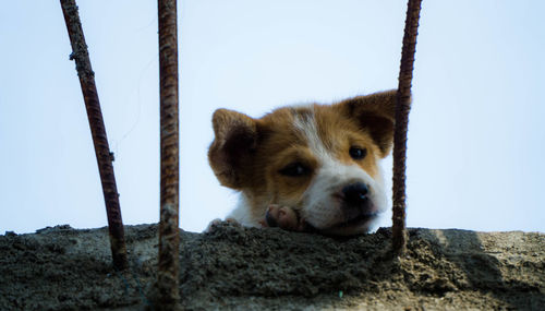 Portrait of a dog looking away