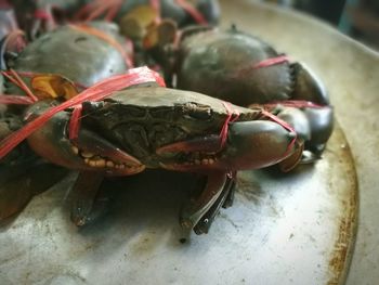 Close-up of crab